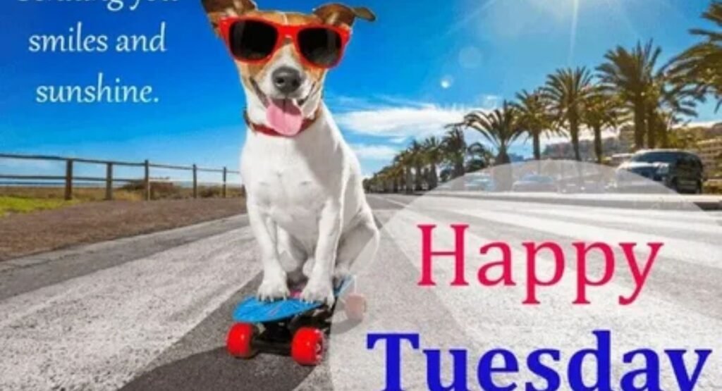Happy Tuesday Funny: 150+ Hilarious Quotes, Memes & Wishes to Kickstart Your Day hilarious tuesday memes and images