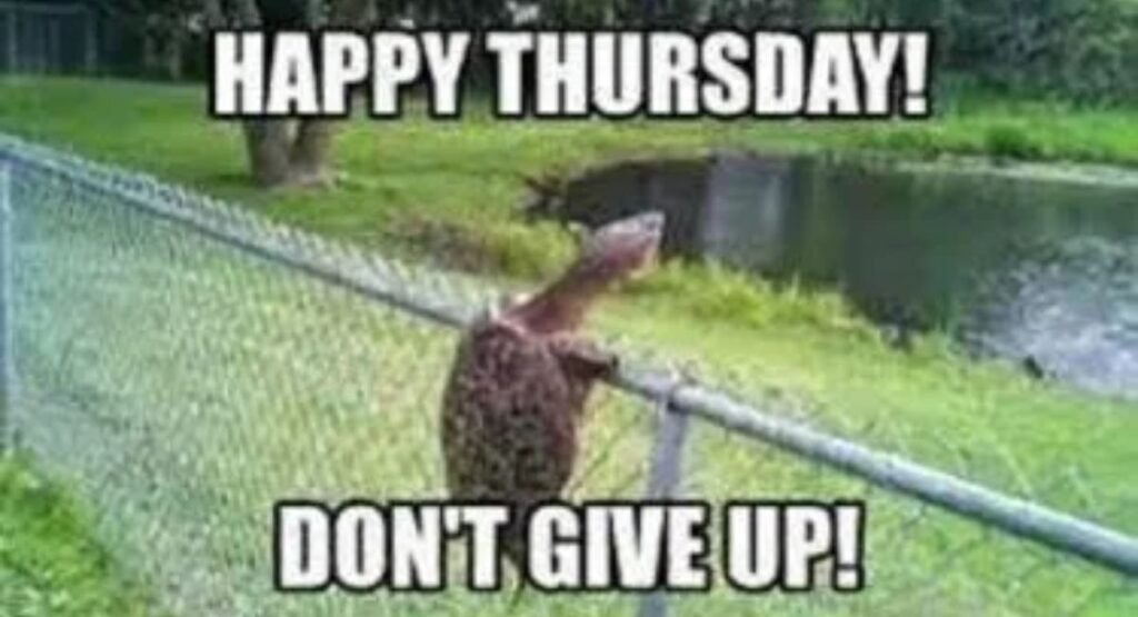 Funny Thursday Memes to Get You Through the Day thirsty thursday memes for the weekend warriors